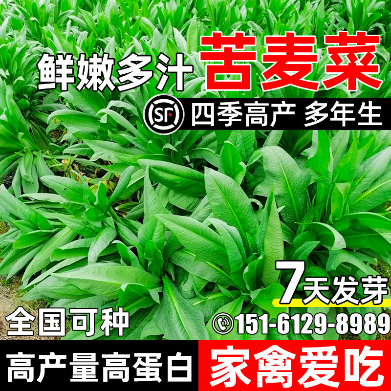 苦麦菜家禽喜食鲜嫩多汁畜牧养殖
