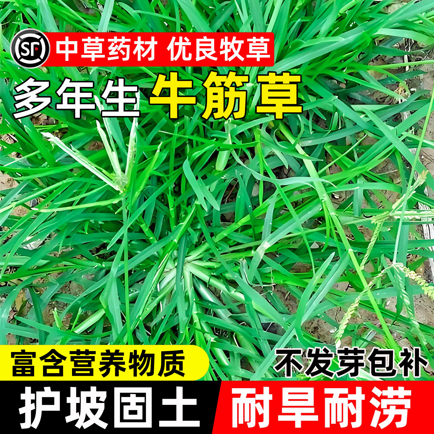 牛筋草种子护坡固土边坡绿化草籽