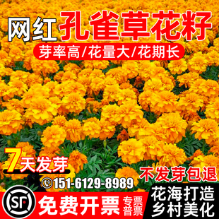 孔雀草花种籽四季播种乡村美化网红花海景观打造花籽野花组合种子