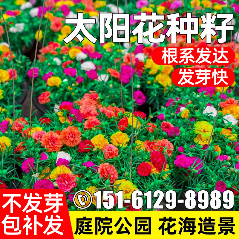 重瓣太阳花种籽四季种植庭院别墅公园花海景区美化野花组合花种子