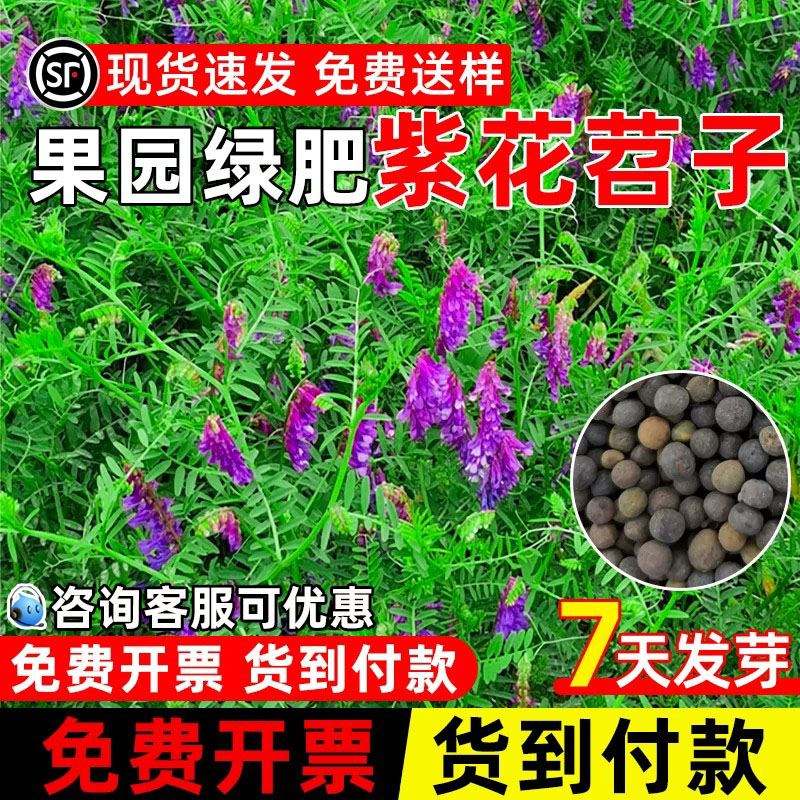 紫花苕子牧草种子果园绿肥多年生