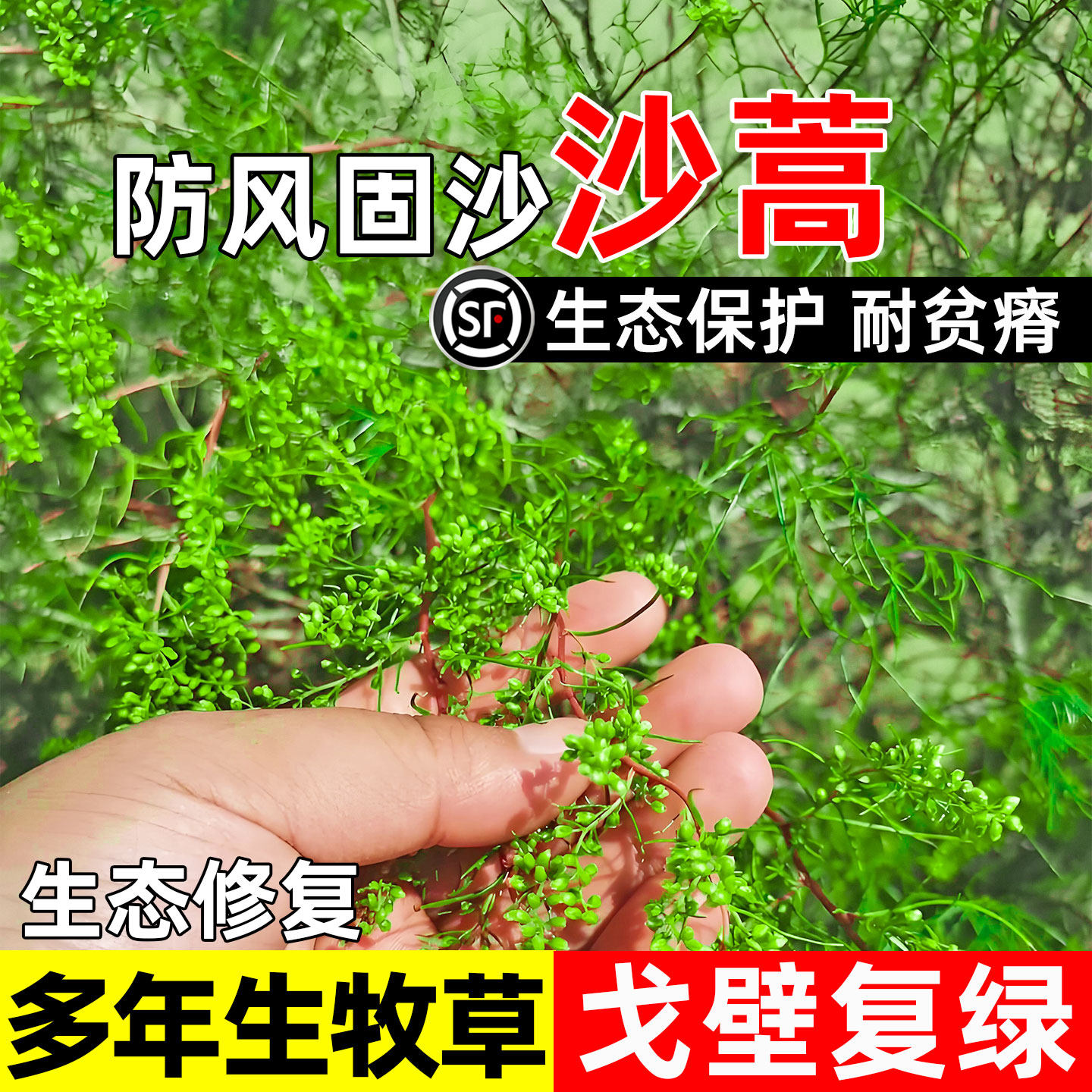 沙蒿种子多年生防风固沙草籽荒漠戈壁复绿生态修复绿化灌木草种籽