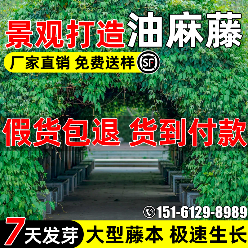 油麻藤种子矿区绿化爬藤植物种籽