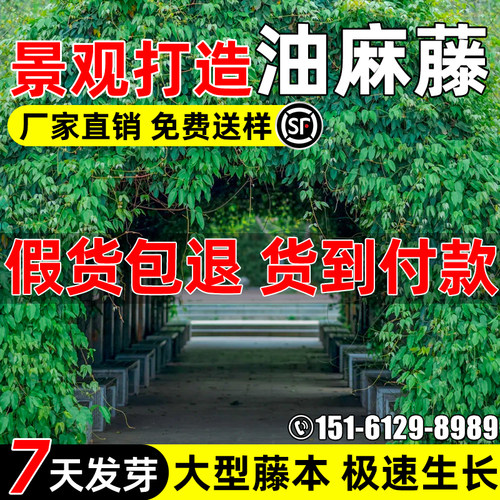 油麻藤种子矿区绿化爬藤植物种籽