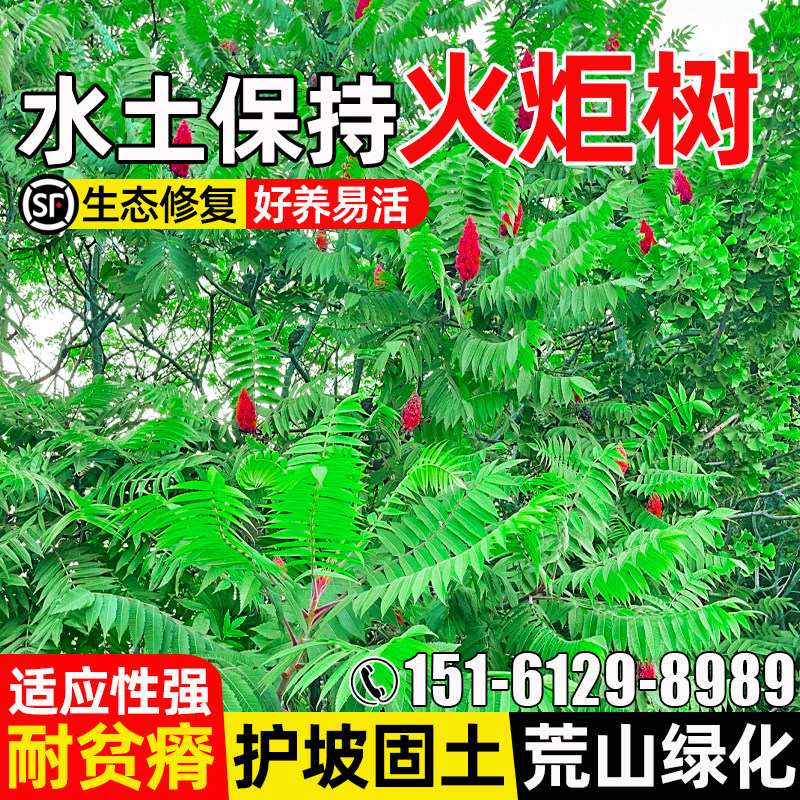 火炬树种子多年生耐贫瘠护坡固土草籽荒山绿化水土保持灌木草种籽