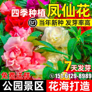 凤仙花种子四季播种庭院别墅小区公园景区花海造景野花组合花种籽