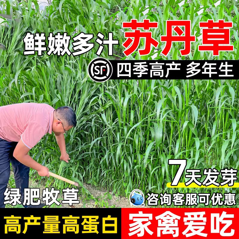 鱼草种子苏丹草多年生牧草高产