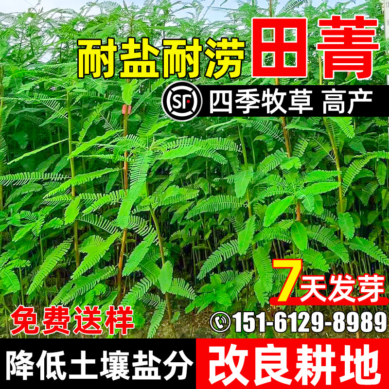 田菁种子四季牧草耐涝耐旱多年生