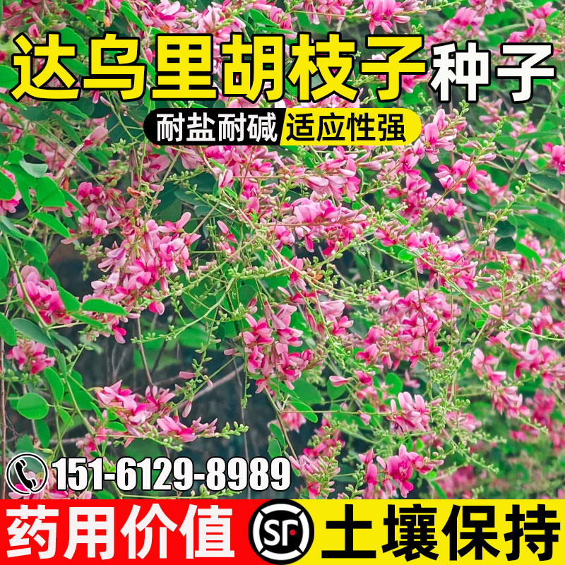 达乌里胡枝子护坡固土道路绿化