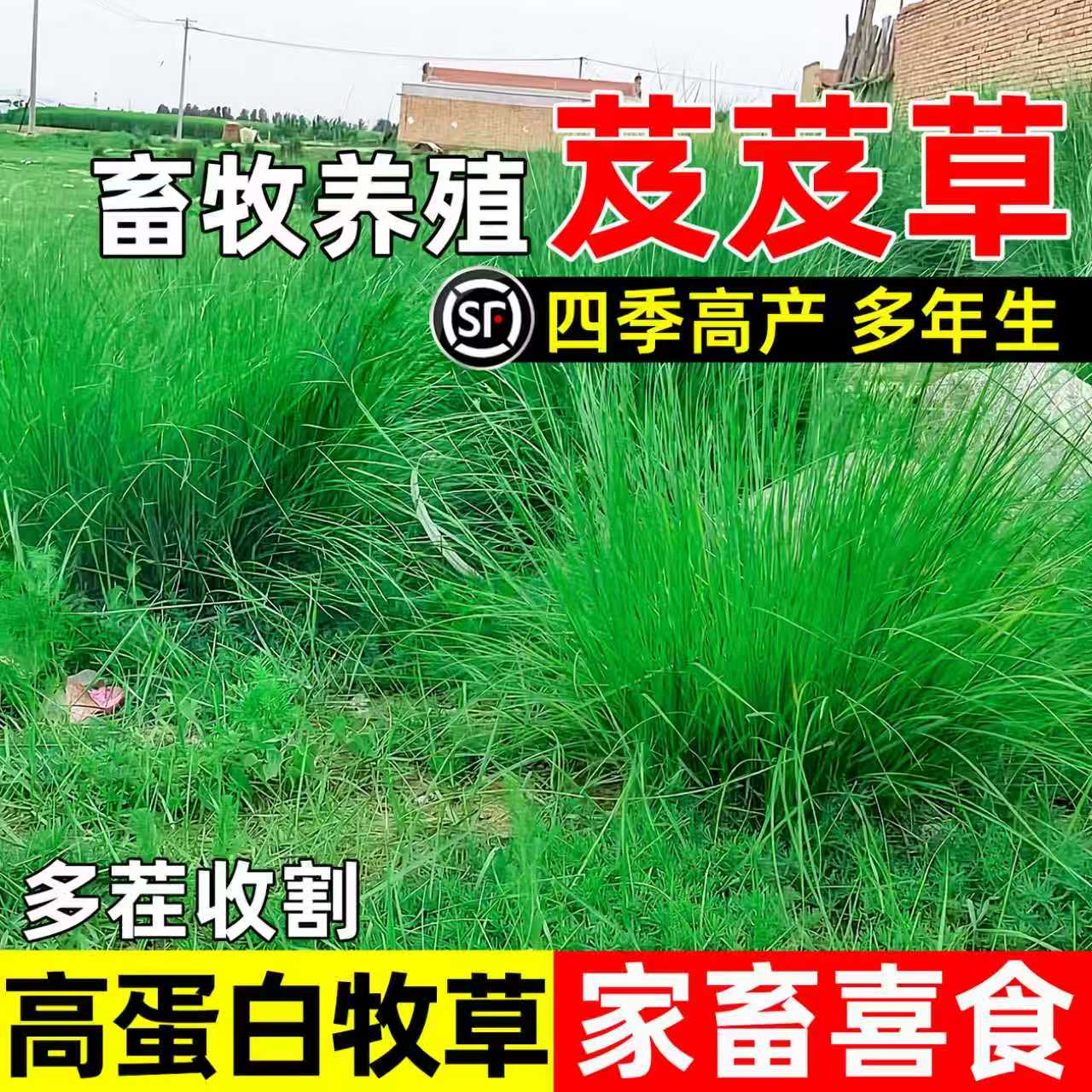 芨芨草种子四季高产畜牧养殖牧草
