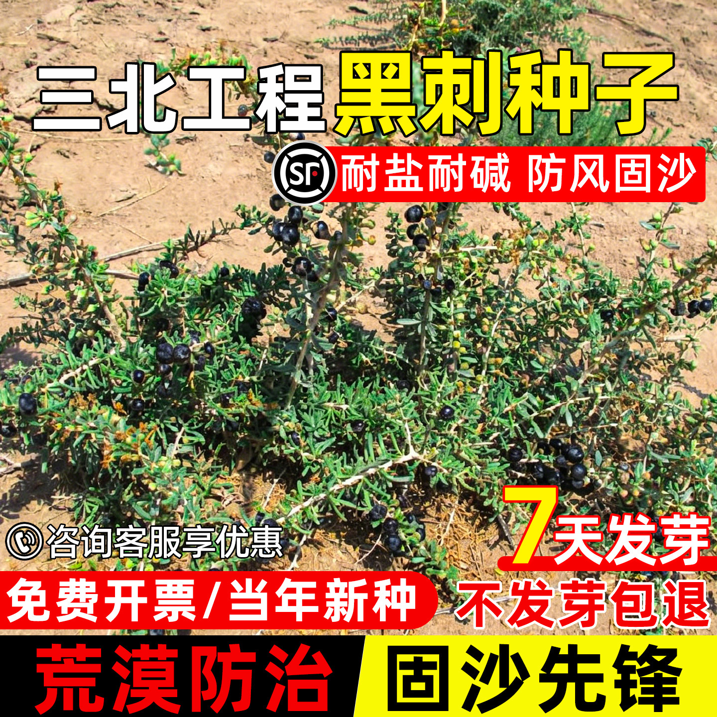 黑刺种子耐盐碱防风固沙生态修复