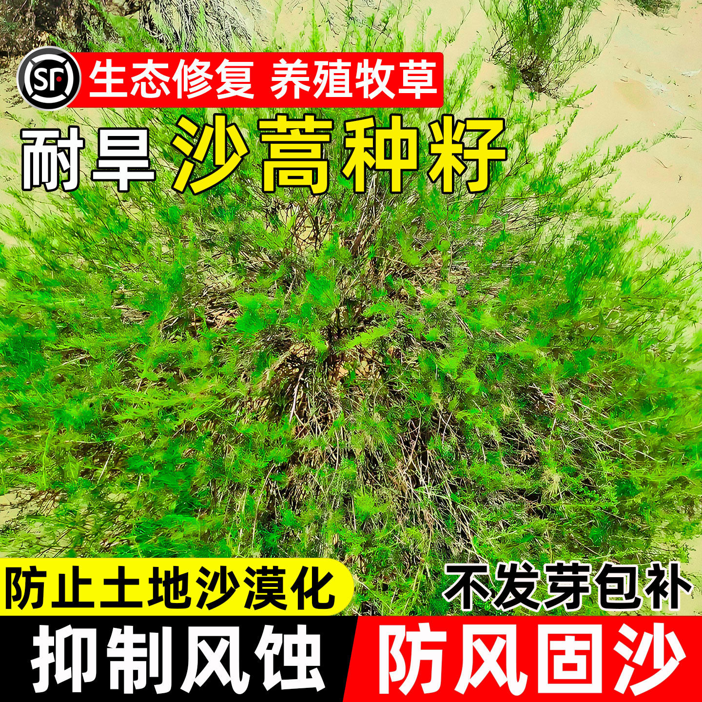 沙蒿种子多年生耐旱耐盐碱防风固沙草籽荒漠绿化生态修复灌木种籽