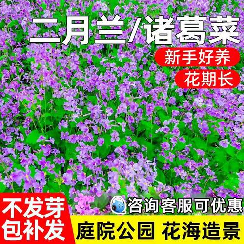 二月兰种籽花海景观野花组合种子