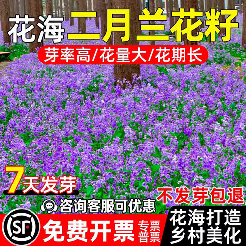 二月兰花种子乡村美化野花组合