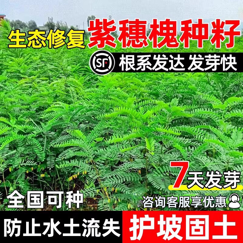 紫穗槐种籽护坡固土灌木种子四季常青生态修复耐贫瘠绿化工程草籽