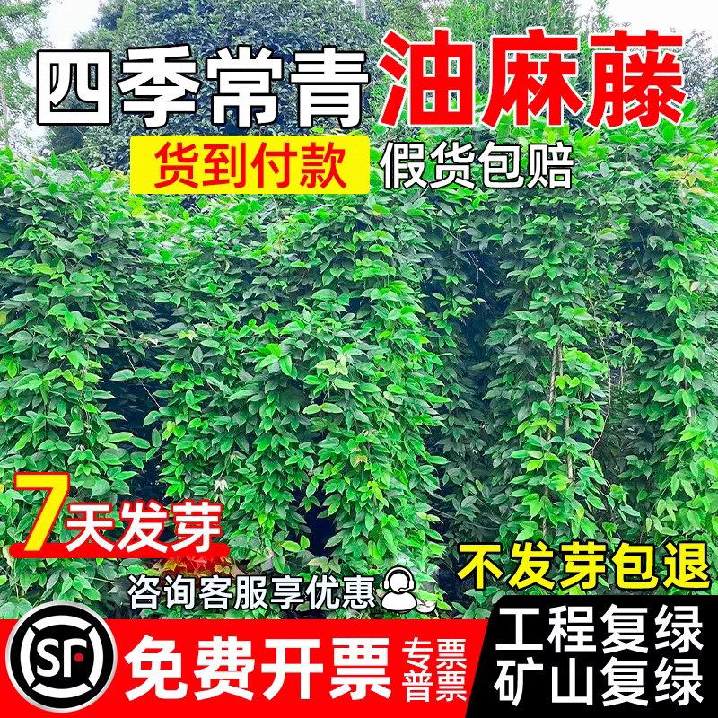 油麻藤种子四季常青爬藤草籽多年生矿山复绿工程生态修复绿化种籽