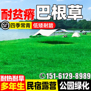 巴根草种籽多年生耐贫瘠草坪草籽四季常青公园绿化民宿露营草种子