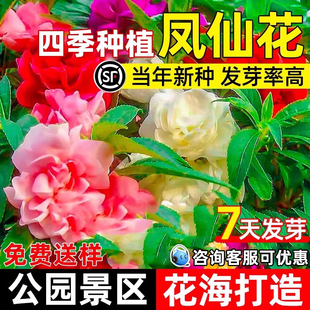 凤仙花种子四季播种庭院别墅小区公园景区花海造景野花组合花种籽