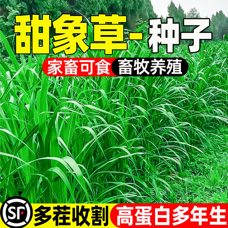 甜象草种籽多年生牧草鲜嫩多汁家禽喜食畜牧养殖草籽高蛋白草种子