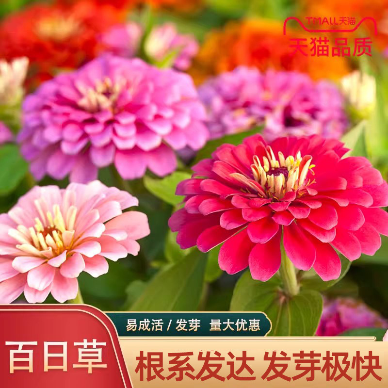 百日草种四季播种七彩花籽易成活
