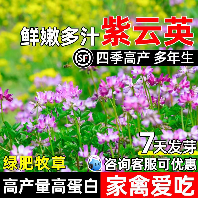 紫云英草籽果园绿肥高产牧草种子