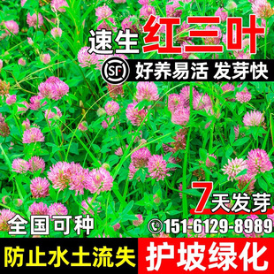红三叶草种子速生护坡固土草籽边坡绿化水土保持多年生白三叶种籽