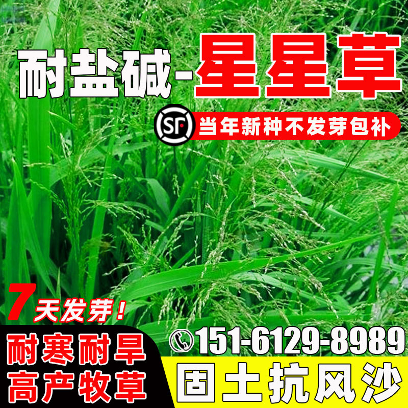 星星草种籽护坡固土抗风沙耐贫瘠