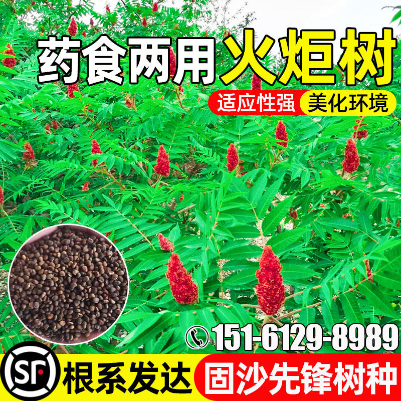 火炬树防风固沙水土保持景观绿化