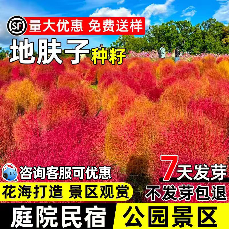 地肤草种子扫帚草籽庭院民宿景区观赏耐贫瘠花海打造公园绿化种籽