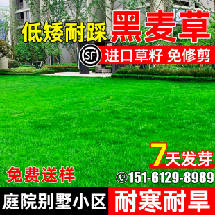 黑麦草草籽低矮耐踩四季常青庭院别墅多年生绿化小区耐寒草坪种子
