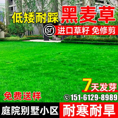 黑麦草庭院别墅草坪种子耐寒耐旱