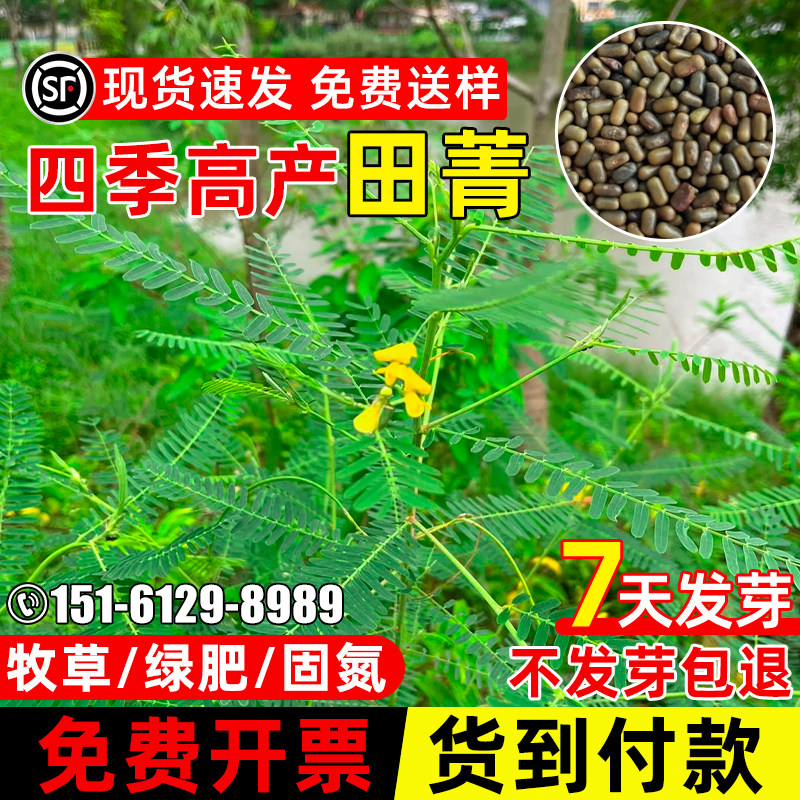 绿肥种籽牧草耐盐碱田箐种子