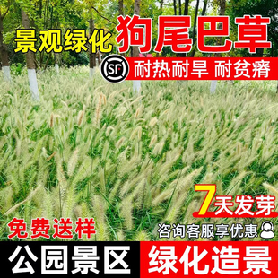 狗尾巴草种籽耐热耐旱耐贫瘠公园景区绿化户外景观多年生工程草籽