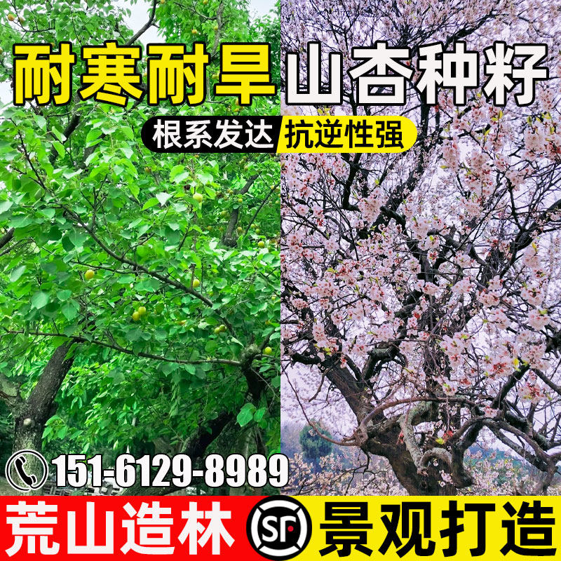 山杏种子耐寒耐旱多年生灌木种籽荒山复绿人工造林景观打造杏子核