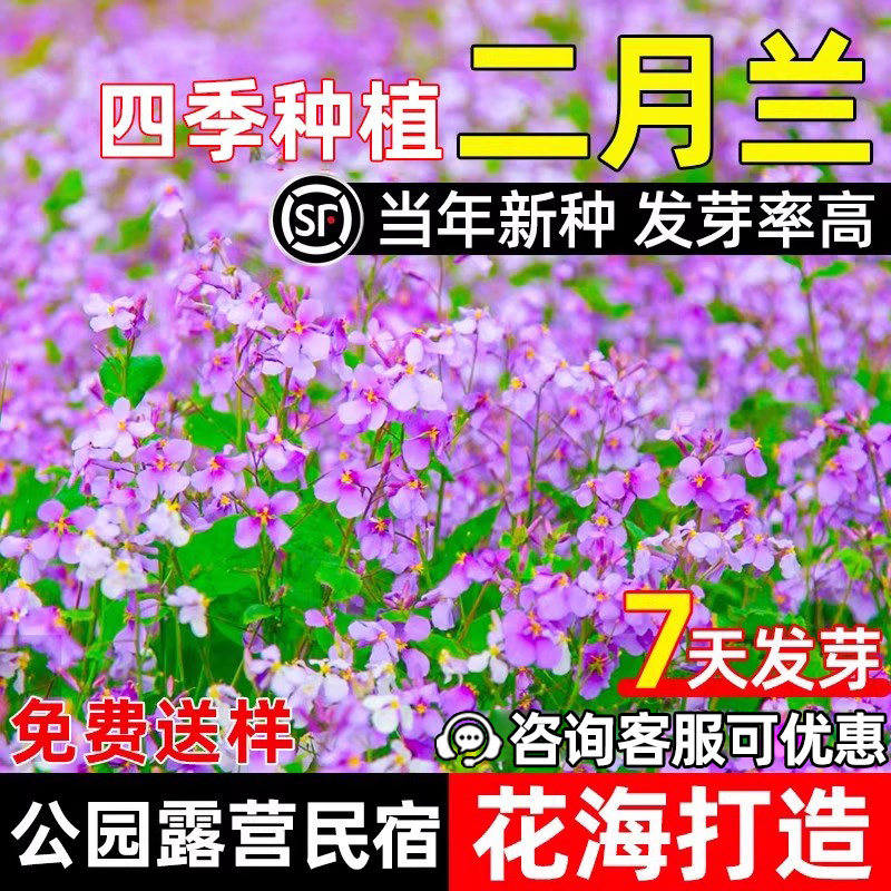 二月兰种籽耐寒耐旱民宿花海景观