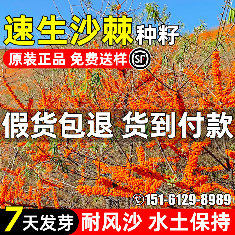 沙棘种子速生沙棘灌木草籽多年生护坡固土抗风沙边坡复绿林木种籽