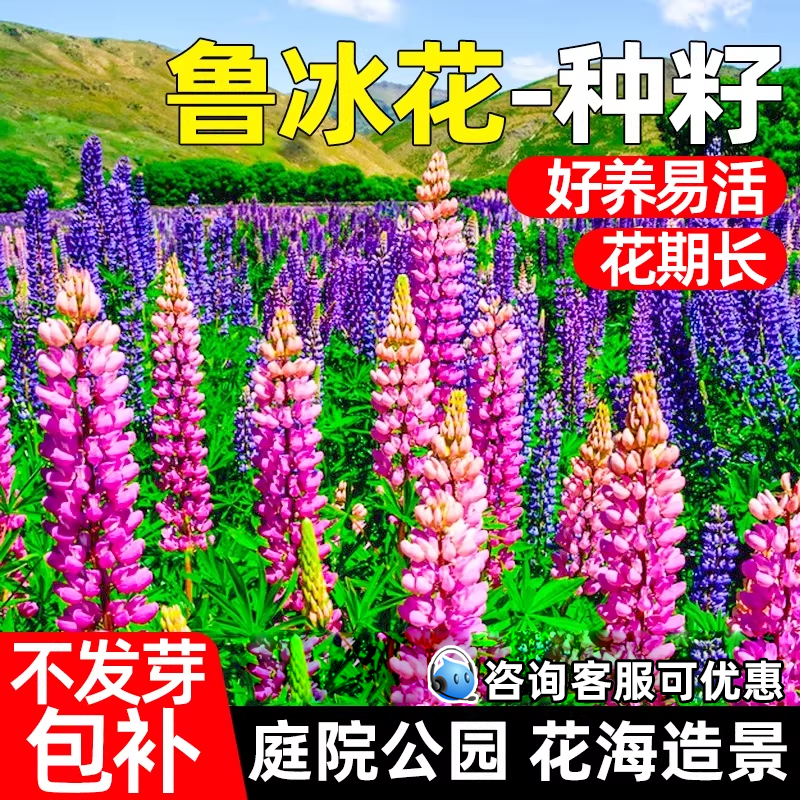 鲁冰花种子庭院公园花海造景野花