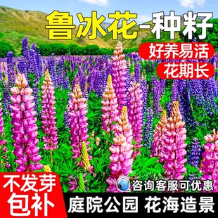 鲁冰花种子四季播种耐旱庭院别墅公园花海造景羽扇豆花籽野花组合
