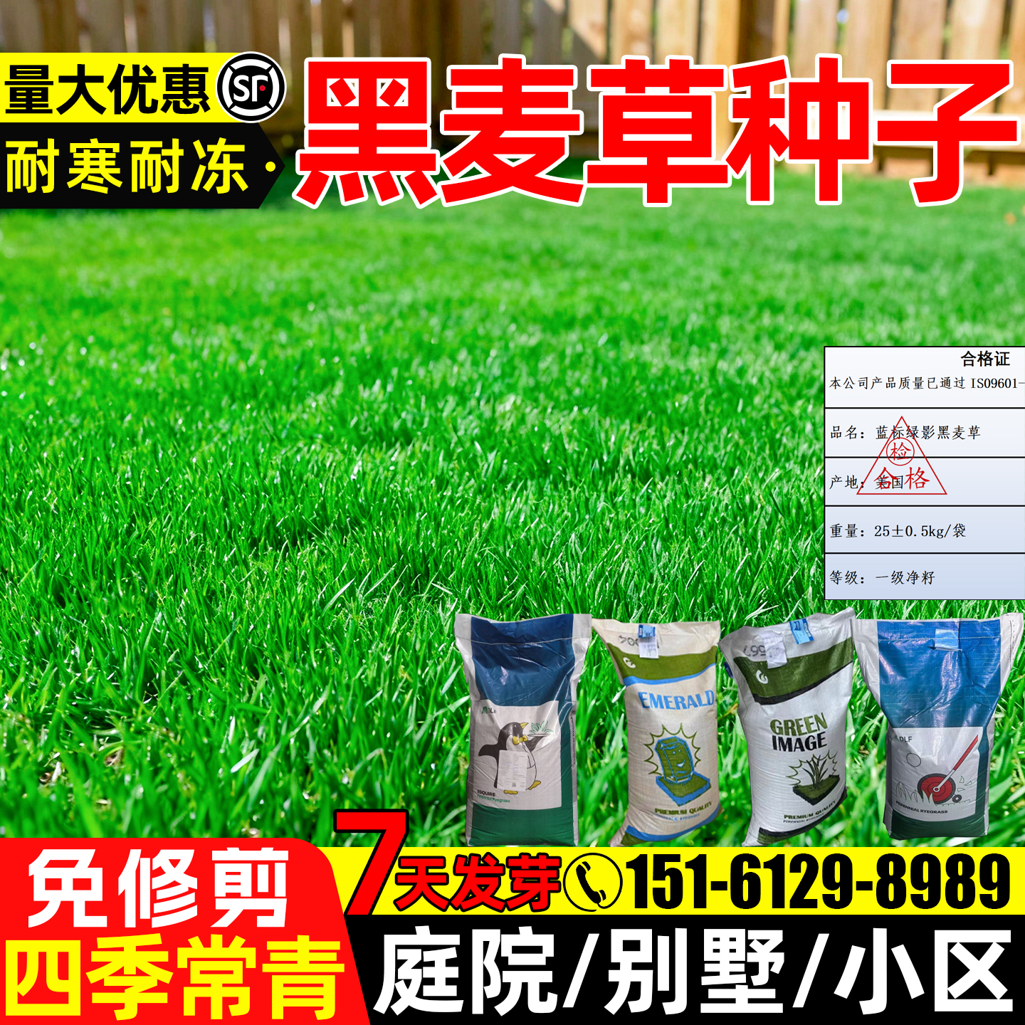 黑麦草草籽四季常青工程绿化公园