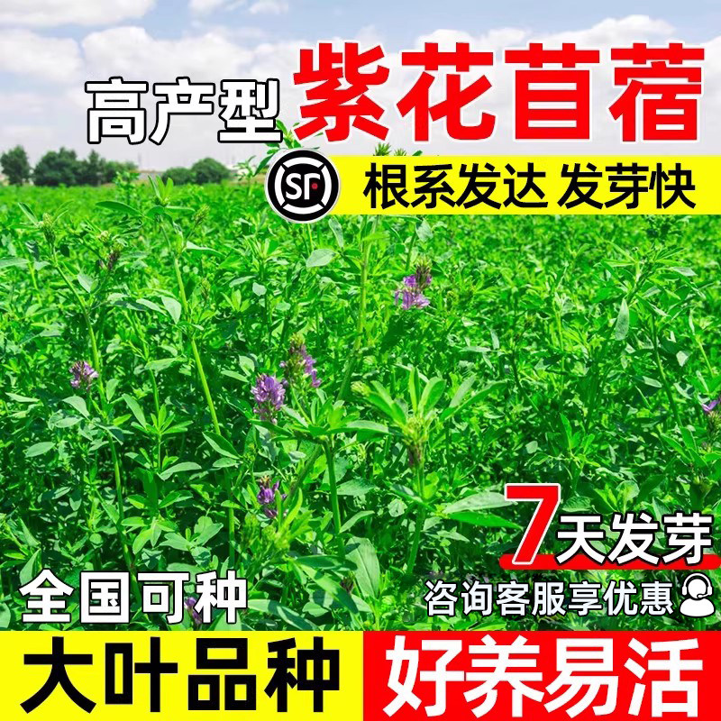 紫花苜蓿种籽大叶牧草种子鱼草鸡鸭鹅羊四季高产高蛋白多年生草籽