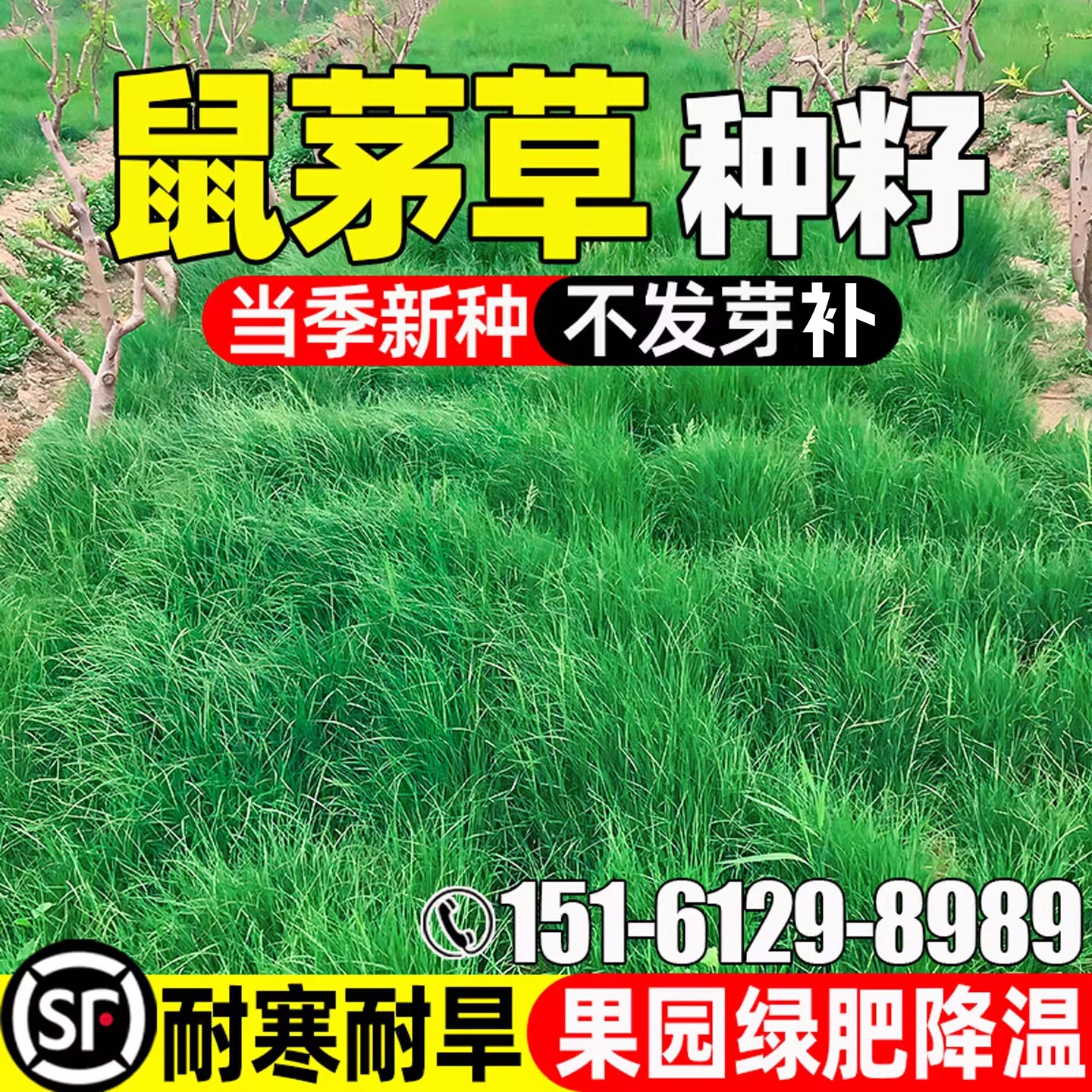 鼠茅草果园绿肥土壤改善绿化草籽