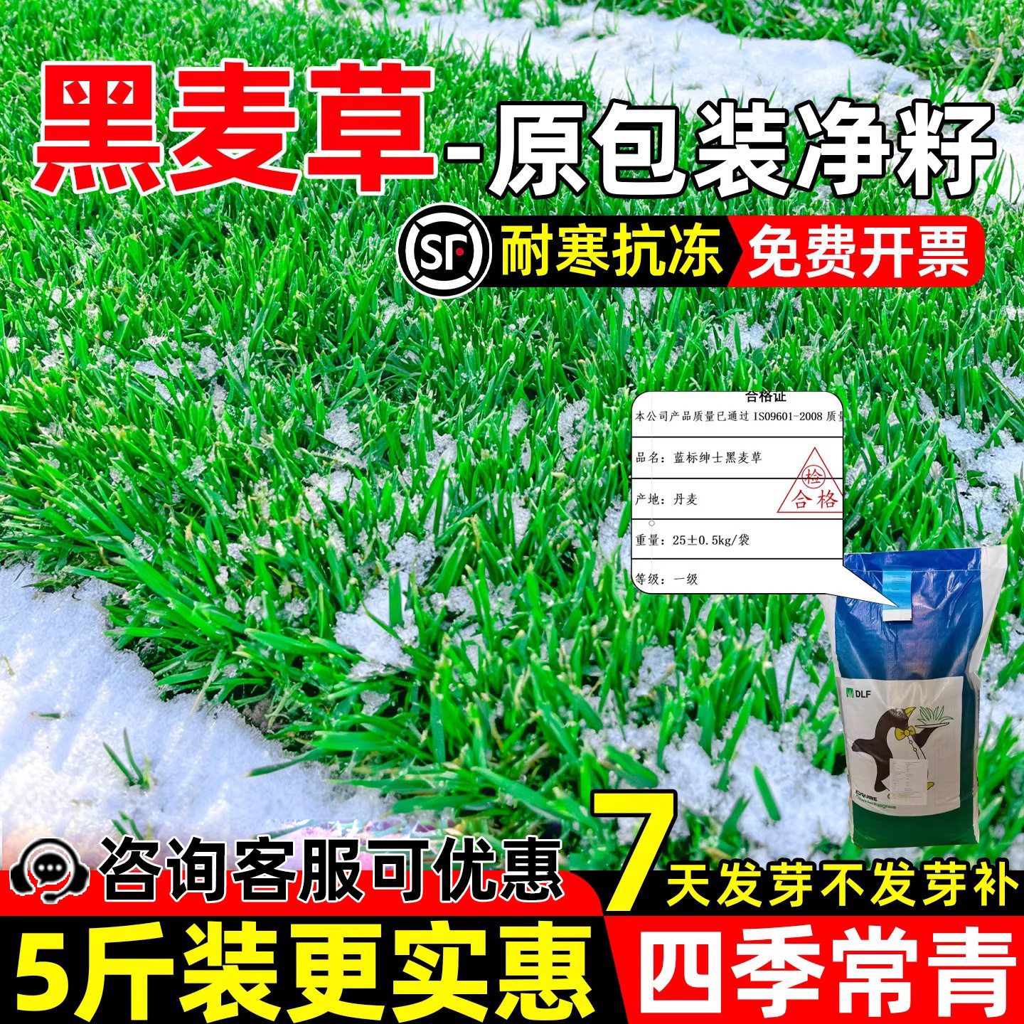 黑麦草草籽四季常青矮生免修剪耐寒草种子庭院别墅公园绿化草种籽