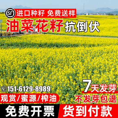 油菜花种子四季易种观赏花籽高产