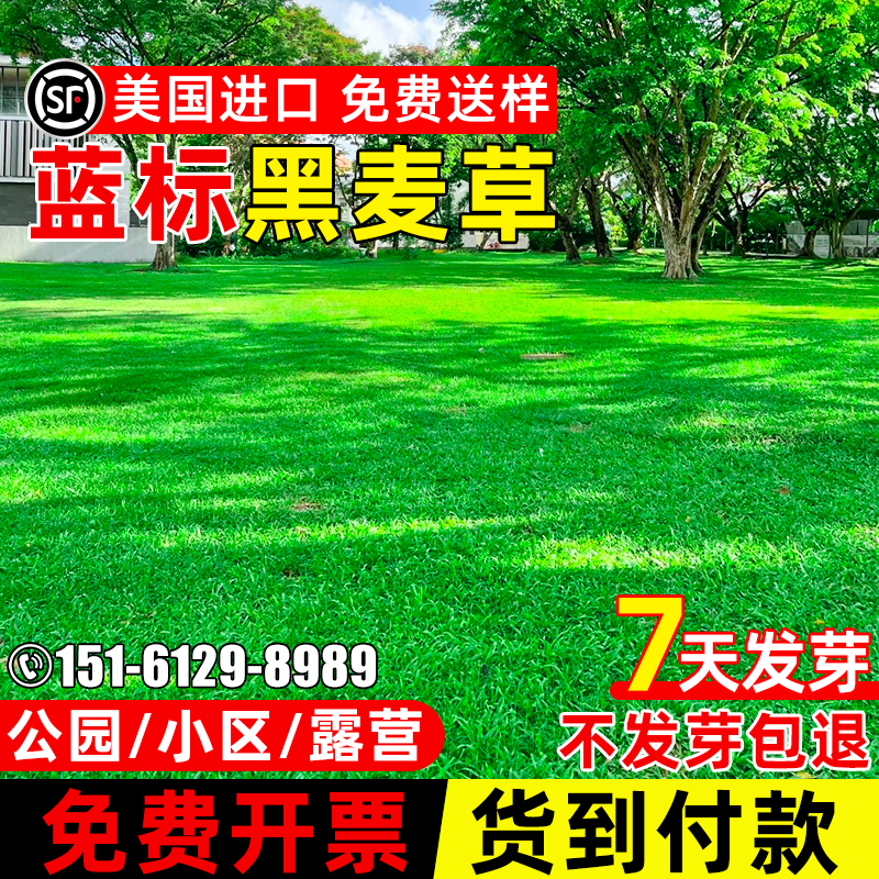 黑麦草四季常青草坪草籽公园小区