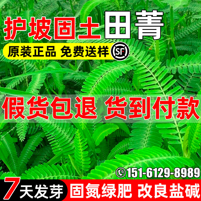 田箐种子改土壤耐旱耐涝牧草绿肥