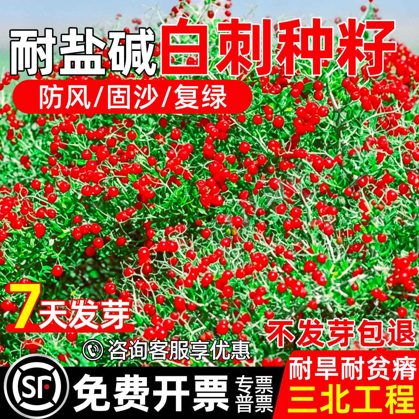 白刺种子耐盐碱防风固沙工程绿化