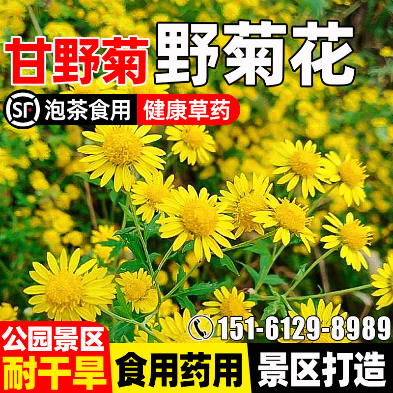 野菊花种子公园景区花海园林景观