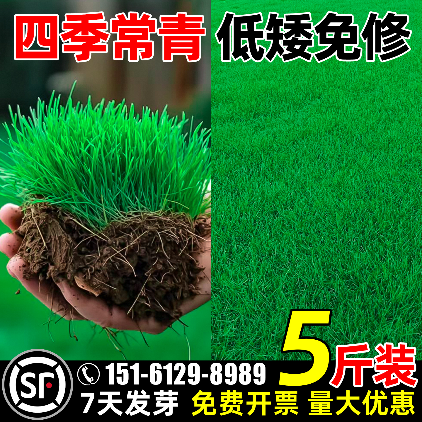 草坪草籽四季常青矮生绿化草种子