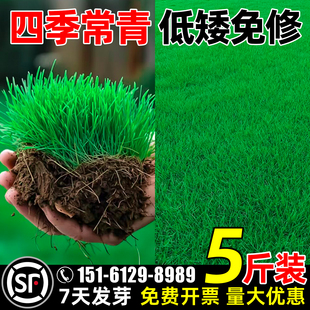 草坪草籽四季常青庭院矮生地毯草护坡绿化狗牙根马尼拉黑麦草种子