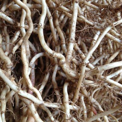 鱼腥草新根凉拌折根儿耳根根 新ITB鲜嫩根现挖节节根侧耳嫩折5斤